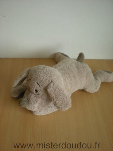 Chien Beige marron Afibel