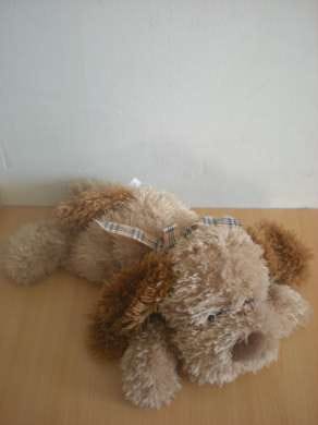 Chien Marron Cobico