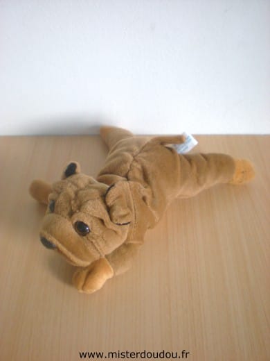 Chien Marron Gipsy