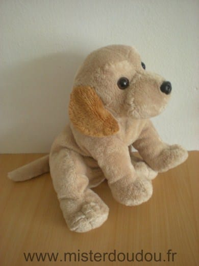 Chien Beige Lascar