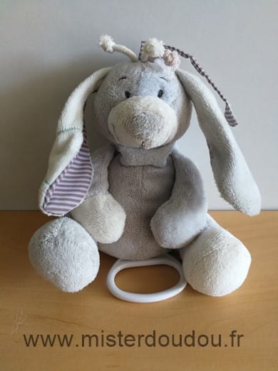 Chien Gris bleu Noukie s