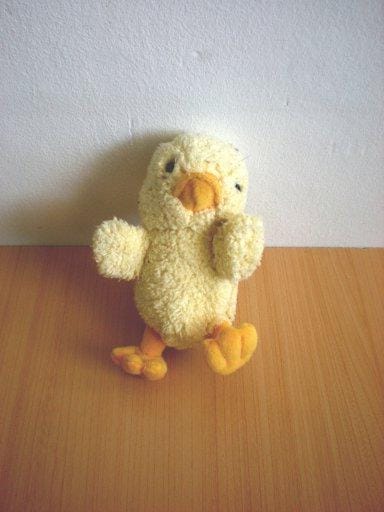 Poussin Jaune Mgm