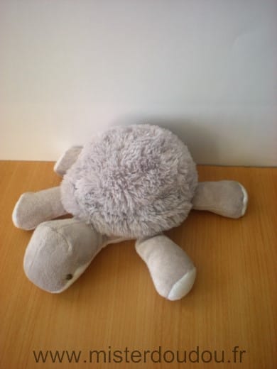 Tortue Gris Bnp