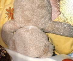 Marque nounours F35210